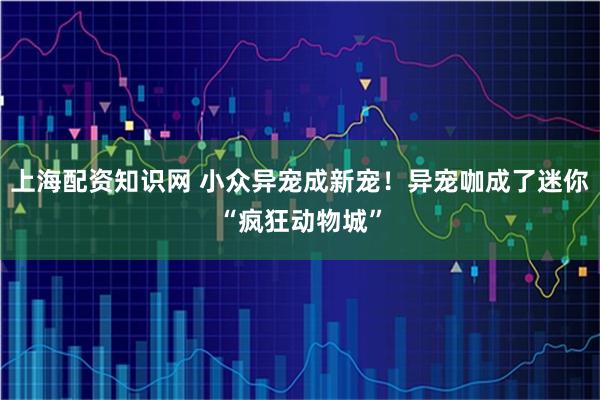 上海配资知识网 小众异宠成新宠！异宠咖成了迷你“疯狂动物城”
